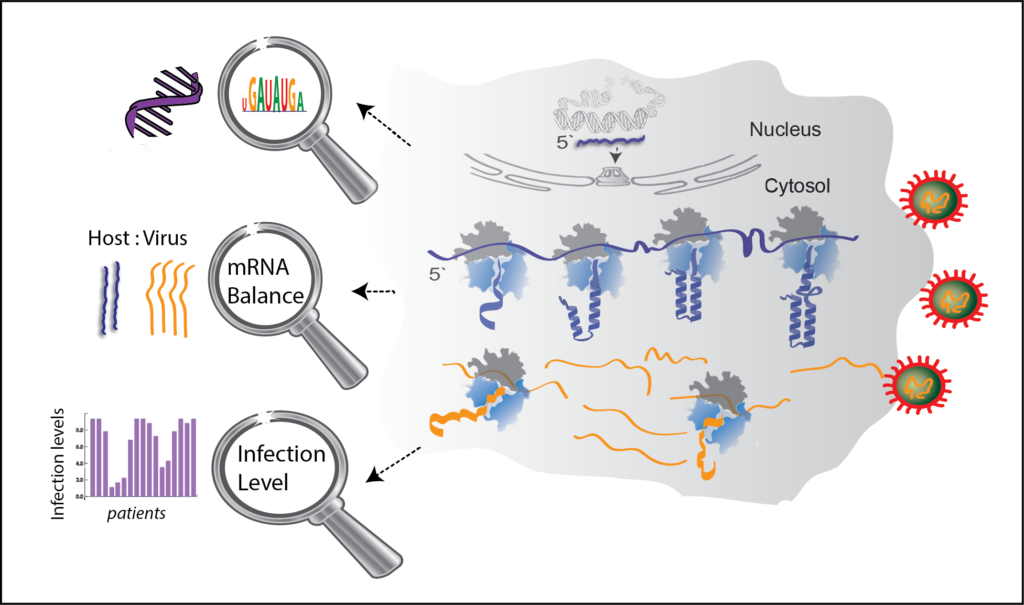 MAFAT_AS_NC_Corona – Welcome to the Shiber Lab